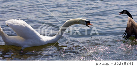 Amazing isolated photo of a swan attacking a goose Amazing isolated photo of a swan attacking a goose 25239841