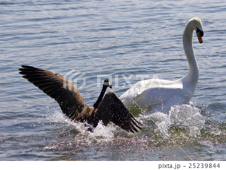 Amazing photo of small Canada goose attacking swan Amazing photo of small Canada goose attacking swan 25239844