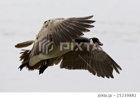Beautiful isolated picture of flying Canada goose 25239881