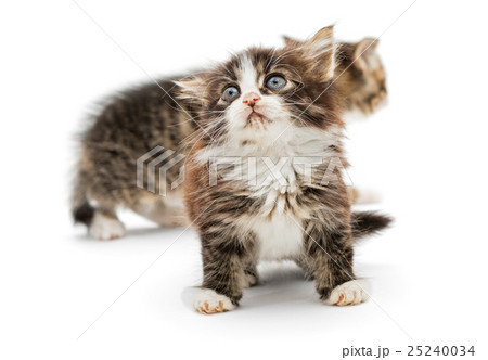 Two little fluffy kitten Two little fluffy kitten 25240034