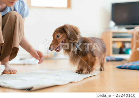 dog lover dog lover 25240110