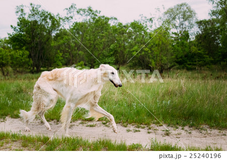 White Russian Borzoi hunting in autumn forest. 25240196