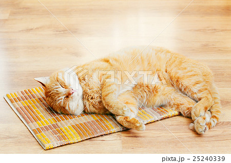 Peaceful Orange Red Tabby Cat Male Kitten Sleeping Peaceful Orange Red Tabby Cat Male Kitten Sleeping 25240339