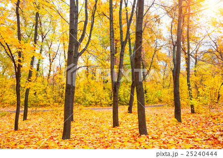 Sunny autumn park Sunny autumn park 25240444