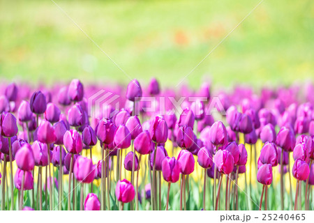 Field of many lilac tulips in park Field of many lilac tulips in park 25240465