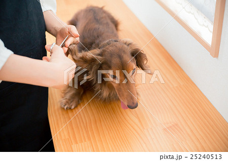 dog lover 25240513