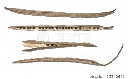 Moringa pods (Dried) 25240641