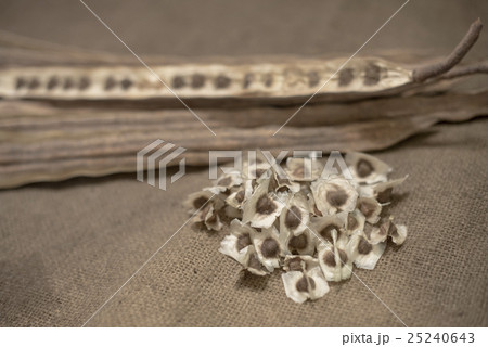 Dried Moringa pods and seeds on sackcloth 25240643