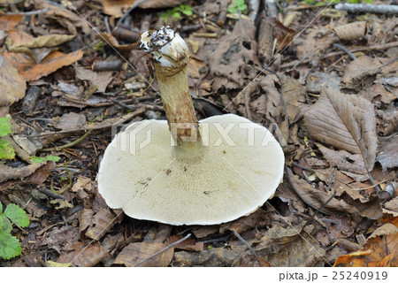 シロヌメリイグチ 25240919