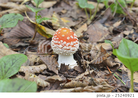 ベニタングタケ 25240921