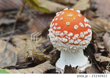 ベニタングタケ 25240922