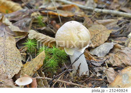 ショウゲンジ 25240924