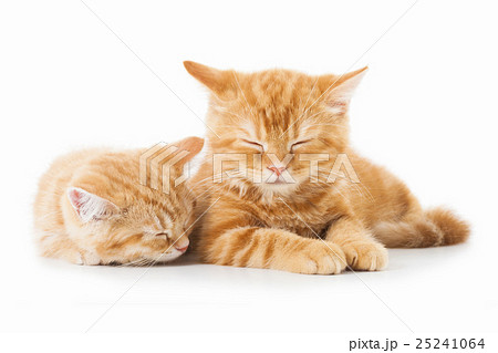 Two little Ginger british shorthair cats Two little Ginger british shorthair cats 25241064
