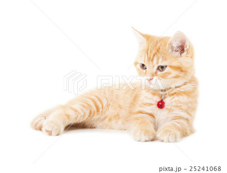 little Ginger british shorthair cats  25241068