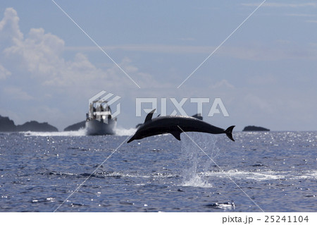 イルカウォッチングボートの前でジャンプするイルカの写真素材