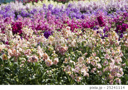 南房総市 七浦のお花畑 白間津の花畑 の写真素材