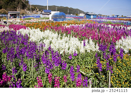 南房総市 七浦のお花畑 白間津の花畑 の写真素材