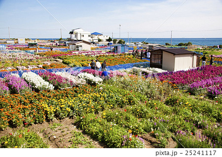 南房総市 七浦のお花畑 白間津の花畑 の写真素材