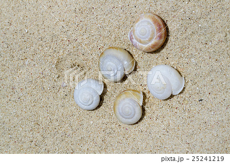 南島のヒロベソカタマイマイの半化石 南島のヒロベソカタマイマイの半化石 25241219