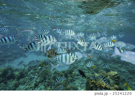 小笠原の海中公園の熱帯魚 小笠原の海中公園の熱帯魚 25241220