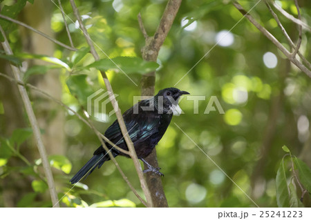 ニュージーランドのエリマキミツスイ（トゥイ） 25241223