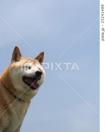 気持ちの良さそうな表情の柴犬の写真素材
