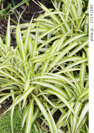 オリズルラン 25241680