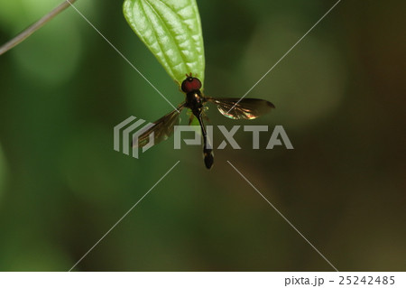 生き物 昆虫 ツマグロコシボソハナアブ スマートな体に赤い眼 暗色の翅はオスの特徴だそうですの写真素材