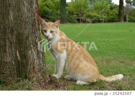 ノラ猫 ノラ猫 25242507