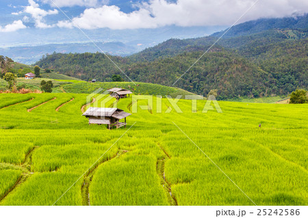 Green Terraced Rice Field in Pa Pong Pieng Green Terraced Rice Field in Pa Pong Pieng 25242586
