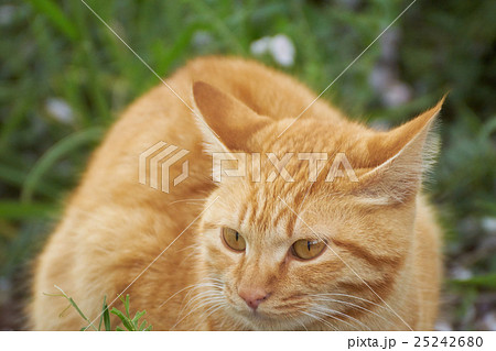 茶トラ 野良猫の写真素材