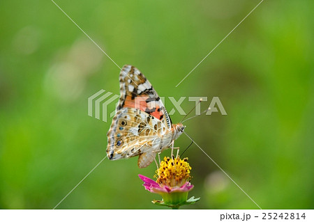 ヒョウモンチョウとコスモス 25242814