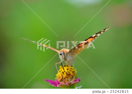 ヒョウモンチョウとコスモス 25242815
