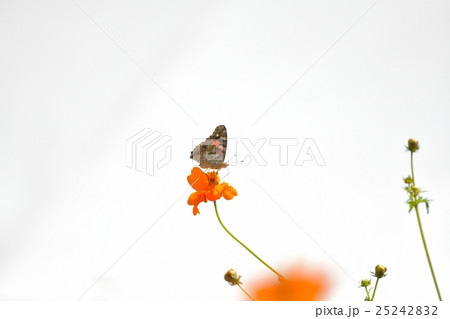 ヒョウモンチョウとコスモス 25242832