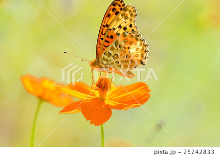ヒョウモンチョウとコスモス ヒョウモンチョウとコスモス 25242833