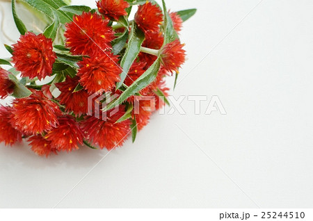 ストロベリーフィールドの花束 の写真素材