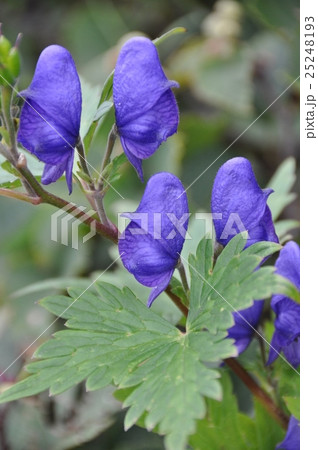 トリカブト 25248193