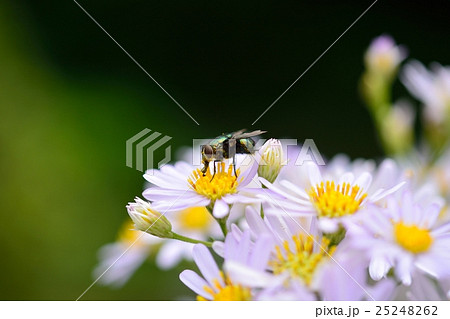 ハエと花 ハエと花 25248262