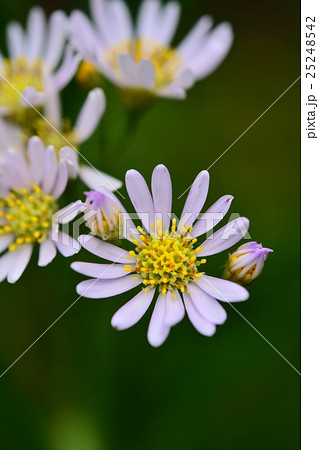 満開のシオン 25248542