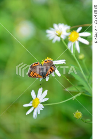 秋の草花に蝶 25248980