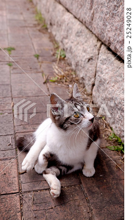 おっさん猫の写真素材