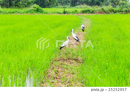 Asian openbill birds in the rice field in Thailand Asian openbill birds in the rice field in Thailand 25252957
