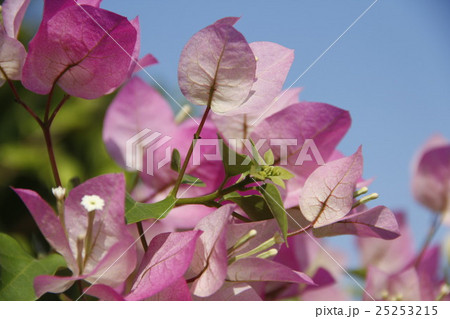 花 フラワー お花 25253215