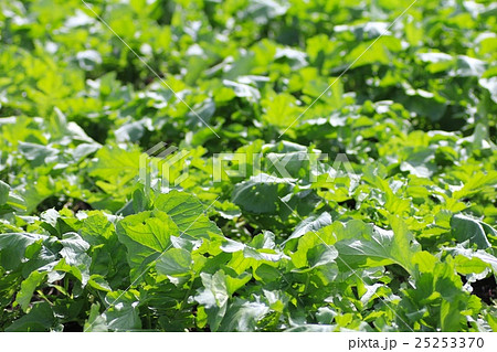 北海道の一面に広がる大根畑 収穫前の大根 北海道の一面に広がる大根畑 収穫前の大根 25253370
