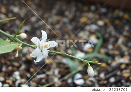 柚子の花 柚子の花 25253701