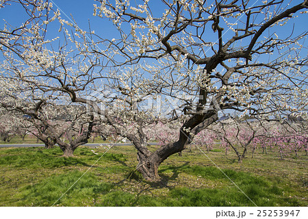 越生の梅林 25253947