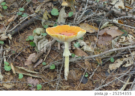 ベニタングタケ 25254355