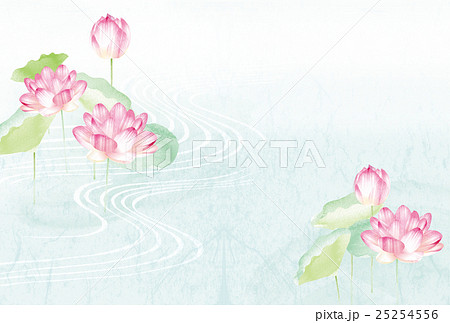 蓮の花 25254556