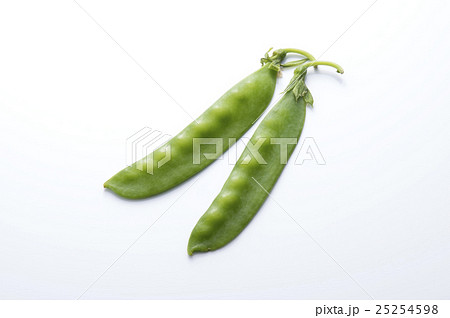 キヌサヤ 25254598