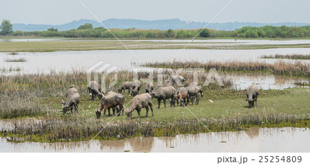 Herd of water buffalo in wetland, Thailand Herd of water buffalo in wetland, Thailand 25254809